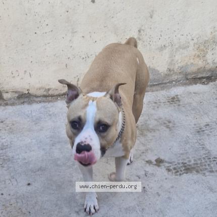 Photo de chien perdu à Marseille