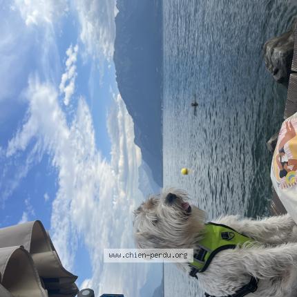 Foto di cane smarrito a Vevey