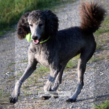 Photo 1/1 Reunited dog Lost in West Liberty