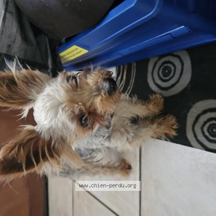 Foto 1/1 Hond teruggevonden Gevonden in Pont A Celles