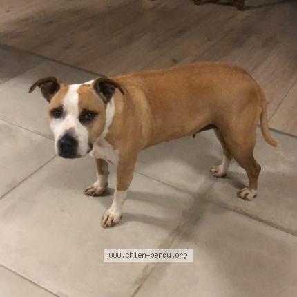 Foto 1/1 Hond teruggevonden Vermist in La Hulpe