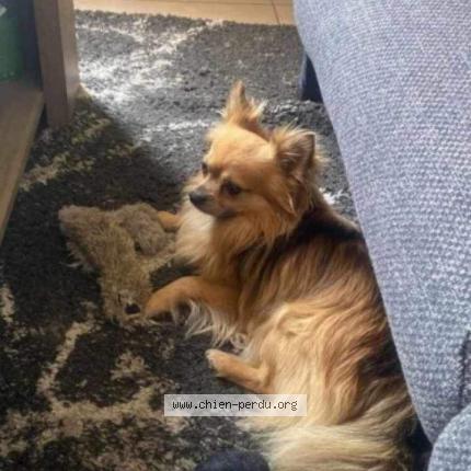 Photo 1/1 Peanut Chien lost in Opglabeek