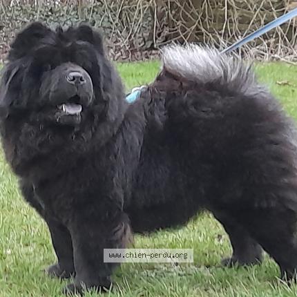 Foto van vermiste hond in 3090 Overise