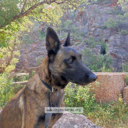 Photo 1/2 SQUAT Chien lost in Salernes