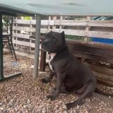 Picture of dog lost at Gareoult