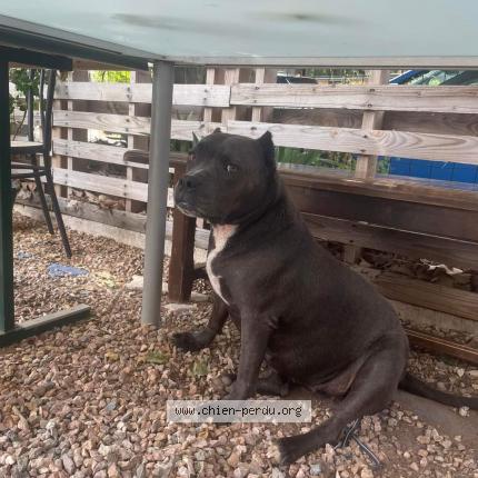 Photo 1/1 Dog reunited Lost in Gareoult