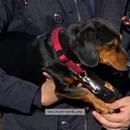 Photo 1/1 Lillou VOLEE Chien lost in Liege 2