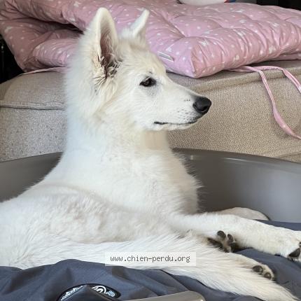 Foto 1/1 Wiedergefundener Hund Verloren in Mont Sur Lausanne