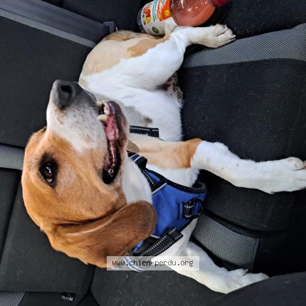 Foto van vermiste hond in Jambe