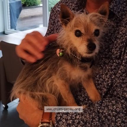 Foto van vermiste hond in Petit Waret
