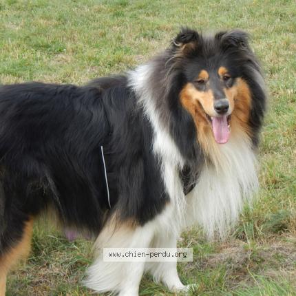 Foto 1/1 Hond teruggevonden Vermist in Amay