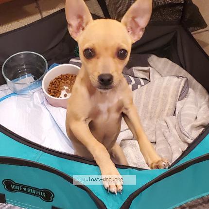 Picture of dog lost at San Antonio