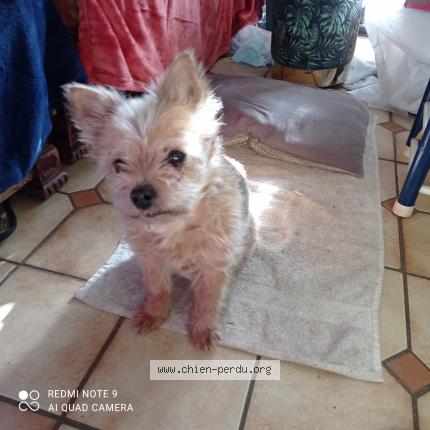 Photo 1/1 Reunited dog Lost in Chelles Les Coudreaux