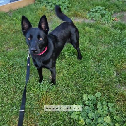 Photo 1/1 Reunited dog Lost in Henin Beaumont