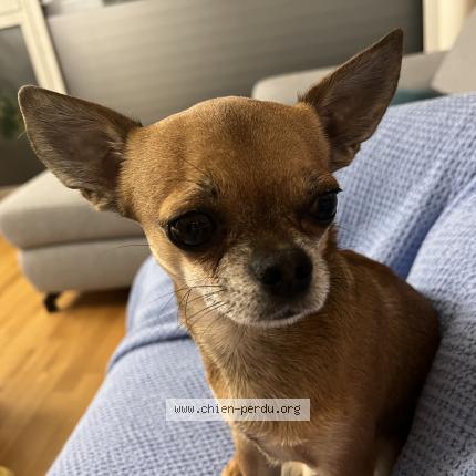 Foto 1/1 Wiedergefundener Hund Verloren in Bienne
