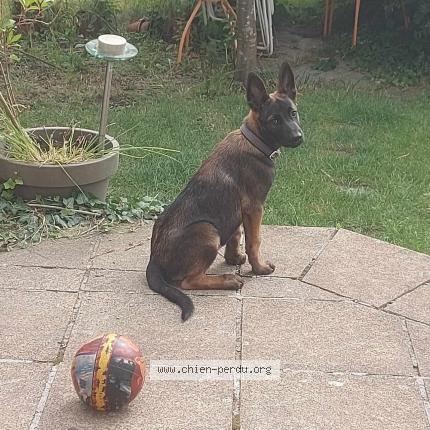 Foto 1/1 Hond teruggevonden Vermist in Romsee