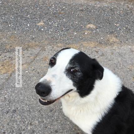Foto 1/1 Hond teruggevonden Vermist in Wanfercee Baulet