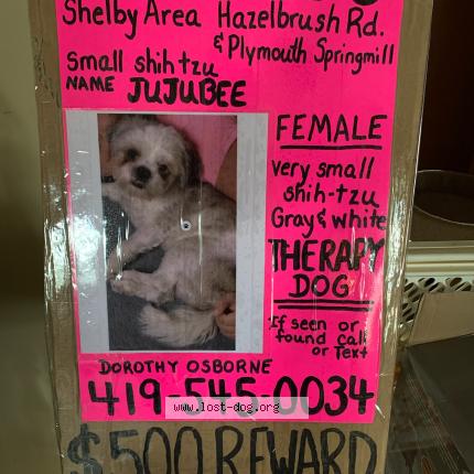 Photo 1/1 jujubee Dog lost in Shelby
