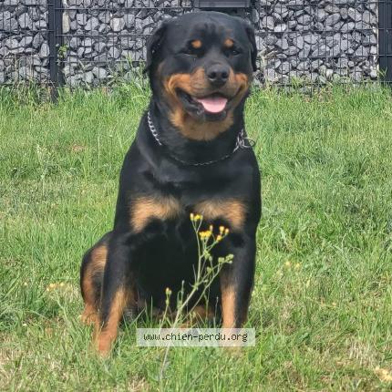 Foto van vermiste hond in Kerkhove