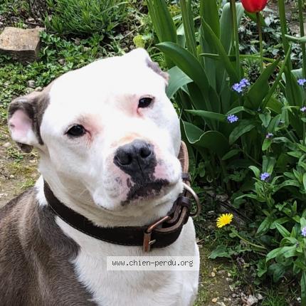 Foto van vermiste hond in Wierde