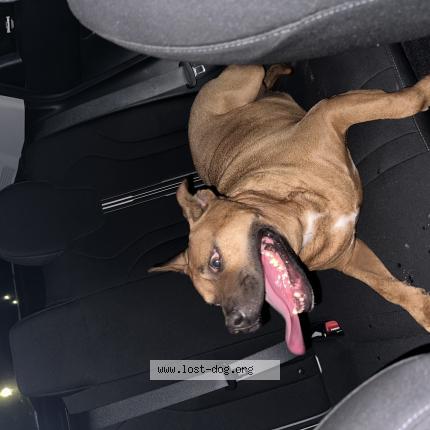Picture of dog found at Waxhaw