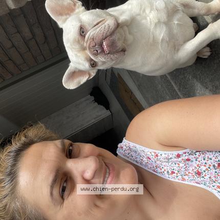 Foto 1/1 Hond teruggevonden Vermist in Wemmel