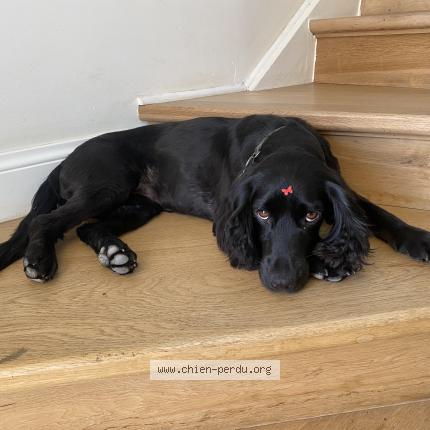 Foto van vermiste hond in Lisogne