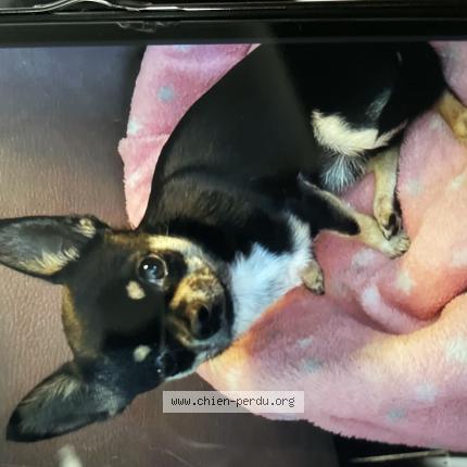 Foto 1/1 Hond teruggevonden Vermist in Barvaux Sur Ourthe