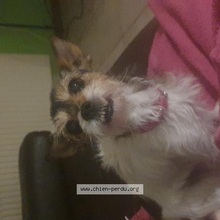 Foto 1/1 Hond teruggevonden Vermist in Spa