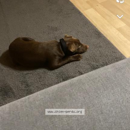 Photo 1/1 Dog reunited Lost in Chancelade