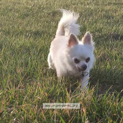 Foto van vermiste hond in Mouscron