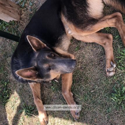 Photo 1/1 pako Chien lost in Puisieux et clanlieu