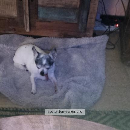 Foto 1/1 Hond teruggevonden Gevonden in Gosselies