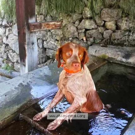 Photo 1/5 Rip Chien lost in La rochette