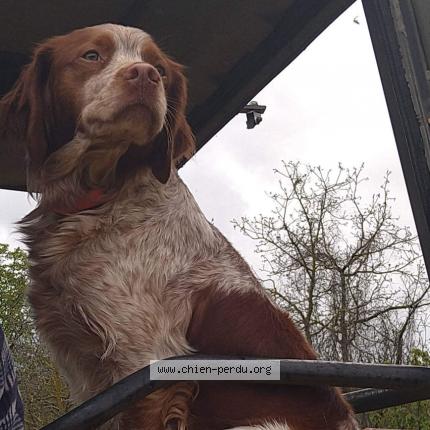 Photo 2/5 Rip Chien lost in La rochette