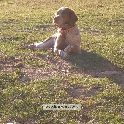 Photo 3/5 Rip Chien lost in La rochette