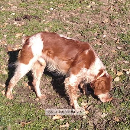 Photo 4/5 Rip Chien lost in La rochette