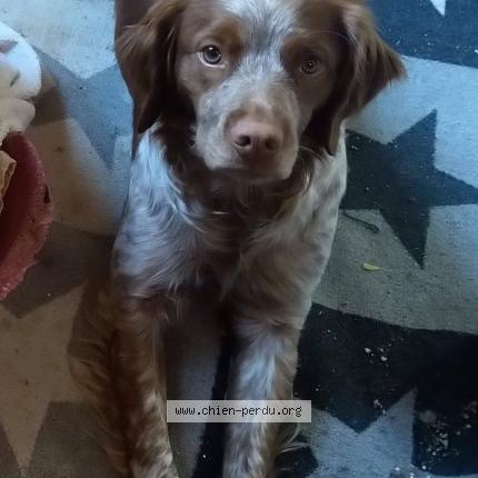 Photo 5/5 Rip Chien lost in La rochette