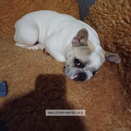 Foto 1/1 Hond teruggevonden Vermist in Beverce