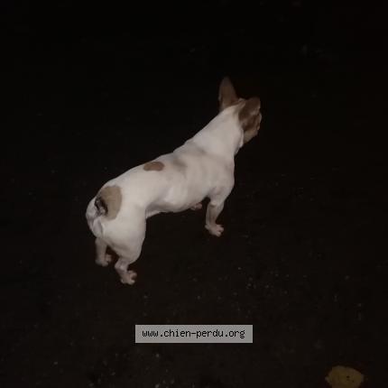 Foto 1/1 Wiedergefundener Hund Gefunden in Luxembourg