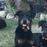 Picture of dog lost at Gimat