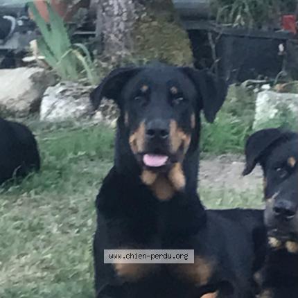 Photo 1/1 Dog reunited Lost in Gimat