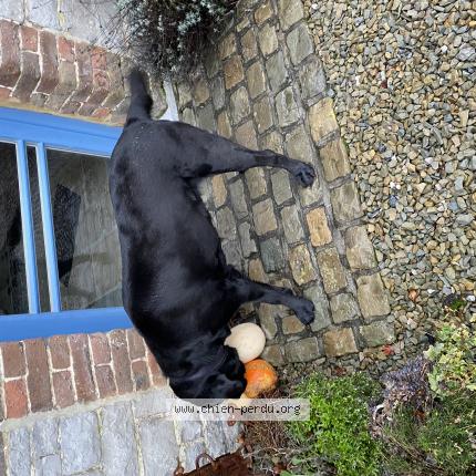 Foto van gevonden hond in Evelette