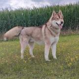 Skald