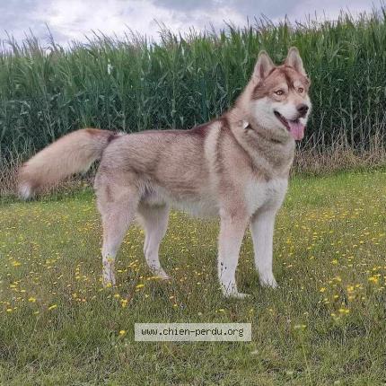 Foto van vermiste hond in Colfontaine