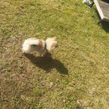 Fritzie