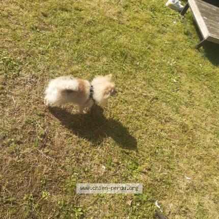 Foto van vermiste hond in Forest