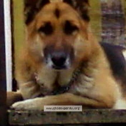 Foto van vermiste hond in Lixhe