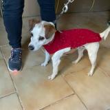 Picture of dog found at Gareoult