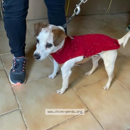 Photo 1/1 Dog reunited Found in Gareoult